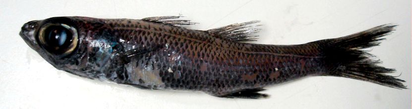 Epigonus telescopus_09